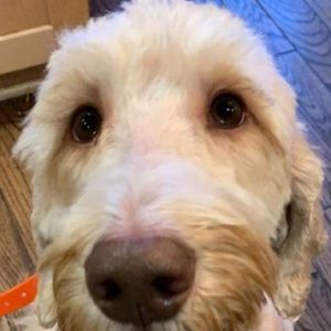 Meet your Posher, Bridget